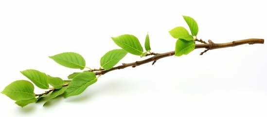 Fototapeta premium The branch of a tree displaying vibrant and lush green leaves adds a touch of nature's beauty to the environment