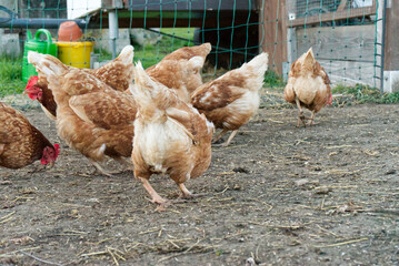brown chickens peck grains