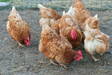 brown chickens peck grains