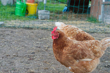 free range brown chicken