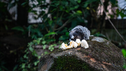 Macaco Sagui Banana Mata Atlântica Floresta Primata Pequeno Fauna Selvagem Alimentação Fruta Natureza Brasil Biodiversidade Arbóreo Árvore Folhagem Cipó Tropical Comportamento Animal Verde