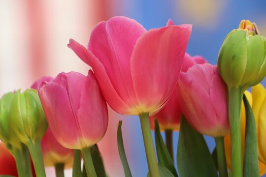 Beautiful pink spring tulips on a colorful background.