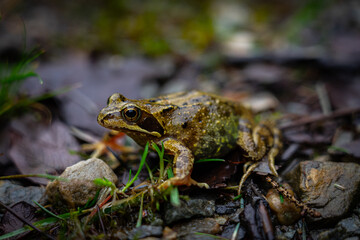Camuflaje Natural