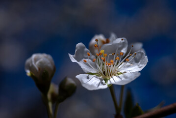 flower, blossom, spring, nature,