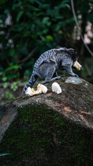 Macaco Sagui Banana Mata Atlântica Floresta Primata Pequeno Fauna Selvagem Alimentação Fruta Natureza Brasil Biodiversidade Arbóreo Árvore Folhagem Cipó Tropical Comportamento Animal Verde