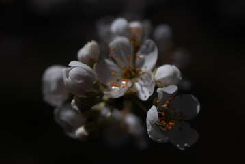 Fototapeta na wymiar flower, blossom, spring, nature,