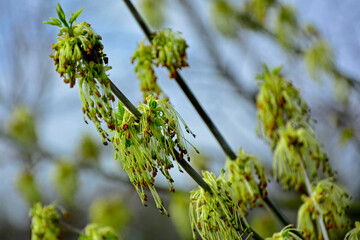 kwiaty męskie klonu w pęczkach na gałęzi, Klon jesionolistny, Acer negundo, Male flowers of Acer negundo,