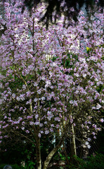 magnolia gwiaździsta, drzewo magnolii, Magnolia stellata,  - obrazy, fototapety, plakaty