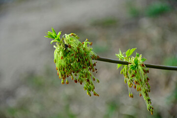 kwiaty męskie klonu w pęczkach na gałęzi, Klon jesionolistny, Acer negundo, Male flowers of Acer negundo,