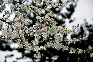 kwitnąca śliwa domowa mirabelka (Prunus domestica subsp. syriaca), Beautiful white flowers of a Mirabelle tree, Flowering fruit tree in spring. White small flowers of Mirabelle plum, cherry plum	