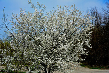 kwitnąca śliwa domowa mirabelka (Prunus domestica subsp. syriaca), Beautiful white flowers of a Mirabelle tree, Flowering fruit tree in spring. White small flowers of Mirabelle plum, cherry plum	