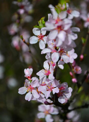 kwitnąca wiśnia, różowe kwiaty wiśni na rozmytym tle, Cherry blossoms, Cerasus 
