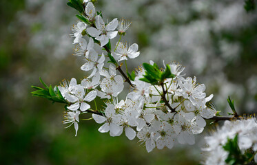 kwitnąca śliwa domowa mirabelka (Prunus domestica subsp. syriaca), Beautiful white flowers of a Mirabelle tree, Flowering fruit tree in spring. White small flowers of Mirabelle plum, cherry plum	