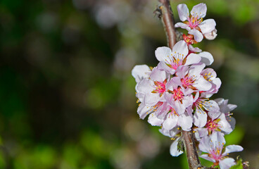 kwitnąca wiśnia, różowe kwiaty wiśni na rozmytym tle, Cherry blossoms, Cerasus 
