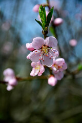 kwitnąca brzoskwinia wiosną, kwiaty na gałązce brzoskwini wiosną, Prunus persica, blooming peach trees in spring. Blossoming peach tree with pink flowers in garden  - obrazy, fototapety, plakaty