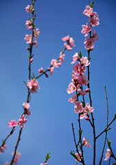 kwitnąca brzoskwinia wiosną, kwiaty na gałązce brzoskwini wiosną, Prunus persica, blooming peach trees in spring. Blossoming peach tree with pink flowers in garden  - obrazy, fototapety, plakaty