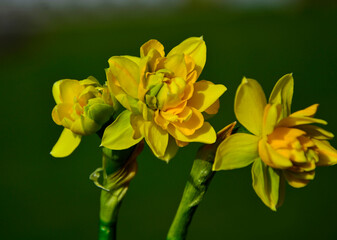 żółte narcyzy  (Narcissus), Wielkanoc, świąteczna ozdoba, wielkanocna dekoracja, wiosenne kwiaty, yellow narcissus, Easter floral composition with yellow narcissus	