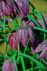 Szachownica kostkowata, Fritillaria meleagris, leper lily, snake's head fritillary, chess flower, frog-cup, Lazarus bell, chequered lily, chequered daffodil,  drooping tulip 