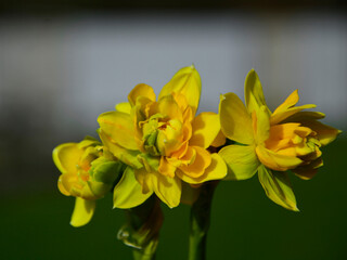 żółte narcyzy  (Narcissus), Wielkanoc, świąteczna ozdoba, wielkanocna dekoracja, wiosenne...