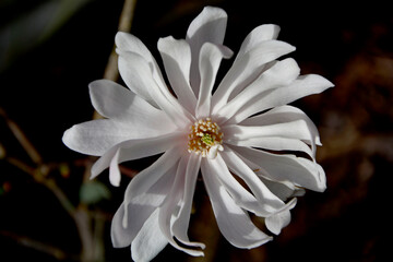 magnolia gwiaździsta , Magnolia stellata, duży kwiat magnoli gwiażdzistej zbliżenie, Close up...
