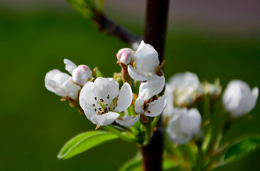kwitnąca grusza, białe kwiaty gruszy, grusza pospolita, grusza domowa, Pyrus communis, blooming pear tree, close-up of blooming pear flowers on a blurry green background