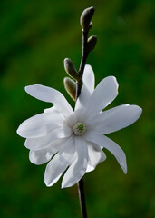 biała magnolia gwiaździsta , Magnolia stellata, duży kwiat magnoli gwiażdzistej zbliżenie, Close up of a large white flower of the magnolia, puszyste pąki kwiatowe	