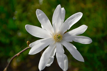 biała magnolia gwiaździsta , Magnolia stellata, duży kwiat magnoli gwiażdzistej zbliżenie, Close up of a large white flower of the magnolia 