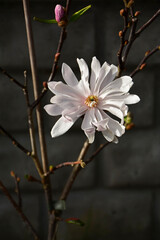 magnolia gwiaździsta , Magnolia stellata, duży kwiat magnoli gwiażdzistej zbliżenie, Close up of a large flower of the magnolia 