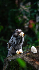 Macaco Sagui Banana Mata Atlântica Floresta Primata Pequeno Fauna Selvagem Alimentação Fruta Natureza Brasil Biodiversidade Arbóreo Árvore Folhagem Cipó Tropical Comportamento Animal Verde