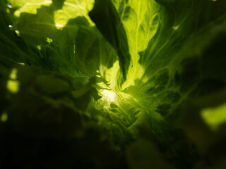 inside lettuce leaf abstract background