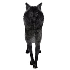 3D rendered black wolf illustration isolated on transparent background 