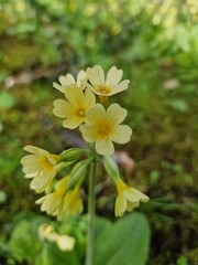 Yellow Flower