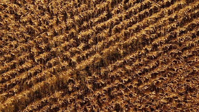 Birds eye view of Cornfield. 4k resolution video. Scale drone aerial view of a cultivated cornfield or maize field ready to harvest - drone is moving forward.