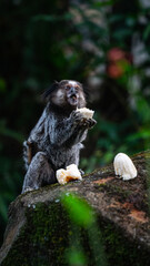 Macaco Sagui Banana Mata Atlântica Floresta Primata Pequeno Fauna Selvagem Alimentação Fruta Natureza Brasil Biodiversidade Arbóreo Árvore Folhagem Cipó Tropical Comportamento Animal Verde