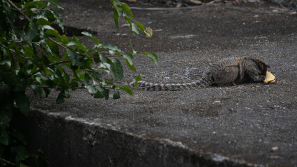 Macaco Sagui Banana Mata Atlântica Floresta Primata Pequeno Fauna Selvagem Alimentação Fruta Natureza Brasil Biodiversidade Arbóreo Árvore Folhagem Cipó Tropical Comportamento Animal Verde