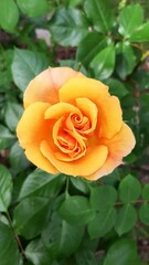 yellow rose flower plant garden freshness petals green leaves gift lovers