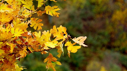 yellow leaves autumn bokeh background autumn pastel colors october avila