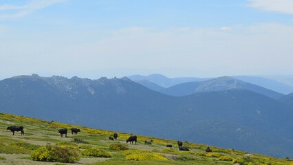 cows grazing sierra guadarrama green spring cattle mountains ecological madrid - obrazy, fototapety, plakaty