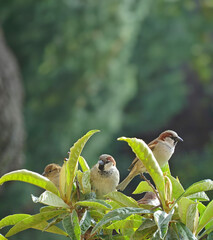 sparrows typical birds on branch medlar leaves on blurred green background