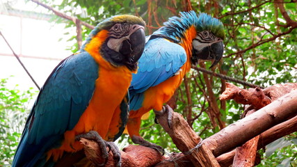 parrot macaw zoo bird tropical colorful red blue yellow