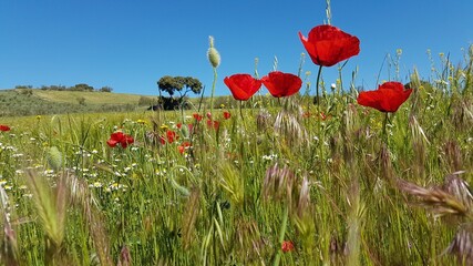 zoom poppy field flowers spring summer summer grass blue sky