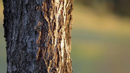 tree trunk bark on blurred background autumn pastel brown color october september - obrazy, fototapety, plakaty