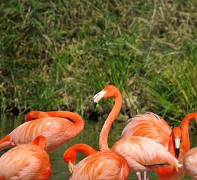 zoo flamingos pink animals blurred background green birds migration