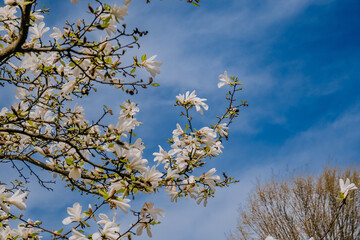 Kwitnąca biała magnolia
