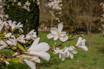 Kwitnąca biała magnolia
