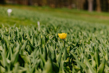 Samotny żółty tulipan