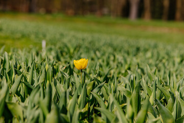 Samotny żółty tulipan - obrazy, fototapety, plakaty