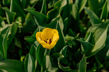 Samotny żółty tulipan