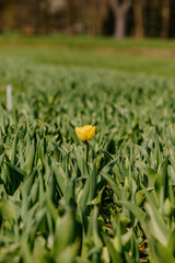 Pojedynczy tulipan