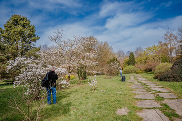 Kwitnące drzewa w parku